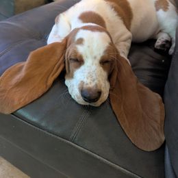 Grogu Baby Yoda - Lemon and white female Basset Hound puppy in Scottsdale, Arizona from Floppy Eared Friends Bassett Hounds