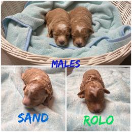 Poodle Puppies from Semone’s Poodles