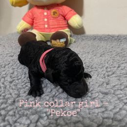 Poodle Puppies from Desert Diamond Poodles