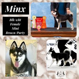 Minx - Alaskan Klee Kai