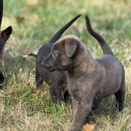 Poinsettia - Silver brindle female Dutch Shepherd puppy in Clarksville, Tennessee from Vuurhart Herders