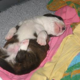 Cardigan Welsh Corgi Puppies from Woodrose Farm