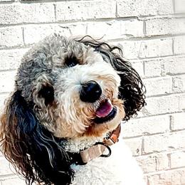 Millie - Bernedoodle