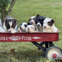 Border Collies from JL Borders