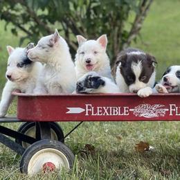 Border Collies from JL Borders