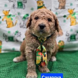 Casanova - Red male Bernedoodle puppy in Summerville, South Carolina from Channys Doodles