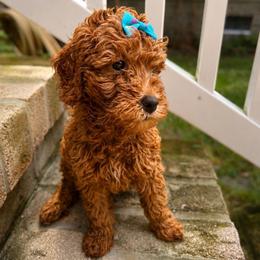 Carolina - Red  female Goldendoodle puppy in Camden, North Carolina from Oopsie Doodles of NC