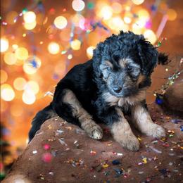 Deb - Phantom female Bernedoodle puppy in Sparta, Missouri from Sis' Doodles & Poodles