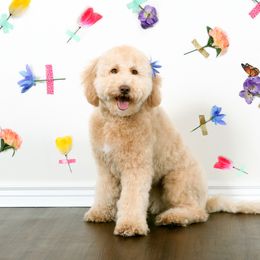 Rory - Goldendoodle