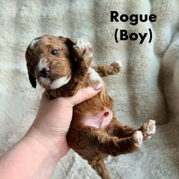 Rogue - Red male Cavapoo puppy in Grants Pass, Oregon from Climate City Cavapoos