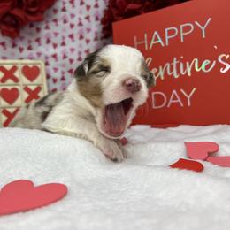 Australian Shepherd Puppies from Copper Top Aussies