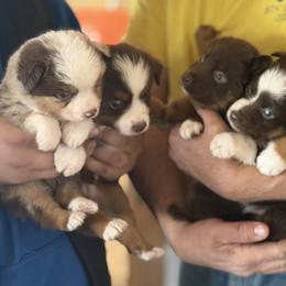 Miniature American Shepherd puppies from Ebersole Ranch