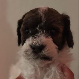 Butterfly - Tri-color female Bernedoodle puppy in Longmont, Colorado from Colorado Miniature Bernedoodle Puppies