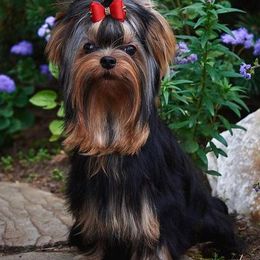 Maltese, Morkies, and Yorkshire Terriers from Little Luv's Yorkies and Maltese