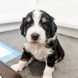 Daisy - Tri-color female Bernedoodle puppy in Marne, Michigan from MI Doodles
