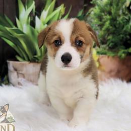 Otter Tail - Red female Pembroke Welsh Corgi puppy in Akeley, Minnesota from Northwynd Corgis