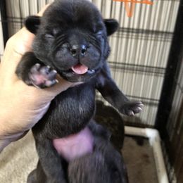 Cane Corso and French Bulldog Puppies from Perry’s Cane Corso and French bulldogs