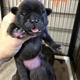 Cane Corso and French Bulldog Puppies from Perry’s Cane Corso and French bulldogs