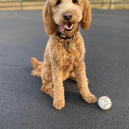 Assorted Doodle Crosses, Bernedoodle, Goldendoodle, and Labradoodle All Grown Up from Erica’s Doodles