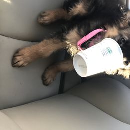 German Shepherd Puppies from Starry Night German Shepherd Dogs