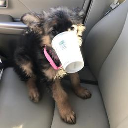 German Shepherd Puppies from Starry Night German Shepherd Dogs