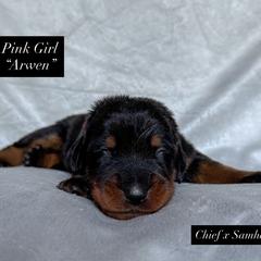 Pink female - Black and rust female Beauceron puppy in Waynesville, Missouri from RiverStyx Beaucerons