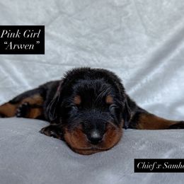 Pink female - Black and rust female Beauceron puppy in Waynesville, Missouri from RiverStyx Beaucerons