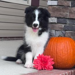 Coal - Black male Border Collie puppy in Dunn, North Carolina from Coylety Border Collies