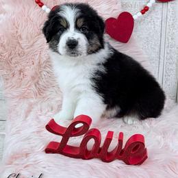 Cherish - Black tri-color female Australian Shepherd puppy in Jonesborough, Tennessee from Lotus Australian Shepherds
