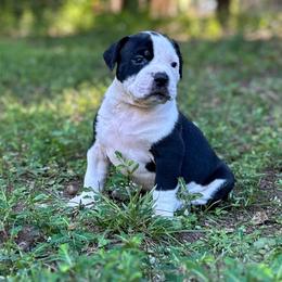 Batgirl - White female American Bulldog puppy in Pace, Florida from Genesis American Bulldogs