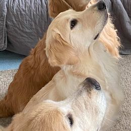 Golden Retrievers from Gwen Sieben's Golden Retrievers