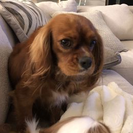 Ginger - Cavalier King Charles Spaniel