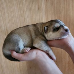 Avalon - Gray and white female Siberian Husky puppy in Madison, Georgia from Thornbury Kennel