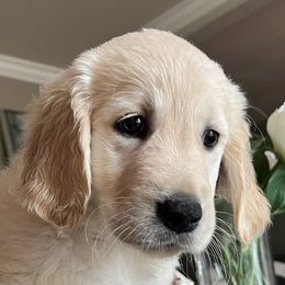 Girl 4 - Golden Retriever puppy from Golden Hearts Ranch English Cream Retrievers