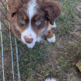 Boy 2 - male Miniature American Shepherd puppy in Douglass Ks, Kansas from Magnolia Tree Miniature American Shepherds