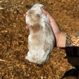 JK - Mahogany and white female Basset Hound puppy in El Sobrante, California from Happy Hills Bassets
