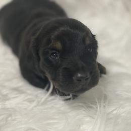Rex 2600 - Black and tan male Dachshund puppy in Great Bend, Pennsylvania from Dashing Doxies