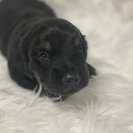 Rex 2600 - Black and tan male Dachshund puppy in Great Bend, Pennsylvania from Dashing Doxies