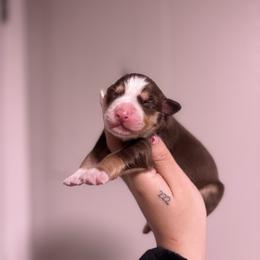 Rose AKC - Red tri-color female Australian Shepherd puppy in Orlando, Florida from Skaky Shepherds