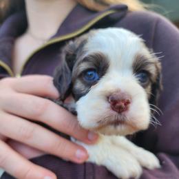 AKC Yahtzee - Sable and white female Cocker Spaniel puppy in New Market, Tennessee from Down in the Holler