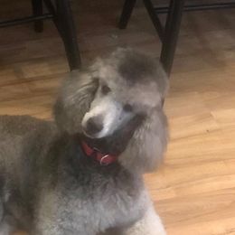 Iris - Poodle
