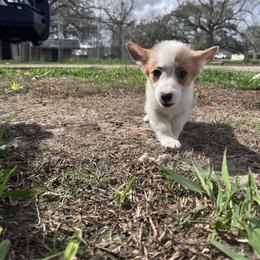 Girl 1 (Rapunzel) - Fawn female Pembroke Welsh Corgi puppy in Brazoria, Texas from Diamond Bar H