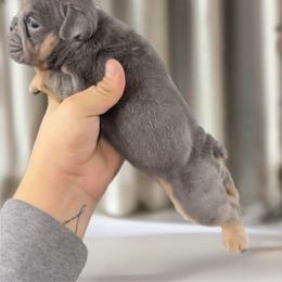 Bubba - Blue tri-color male Bulldog puppy in Amarillo, Texas from Bomb City Bulldogs