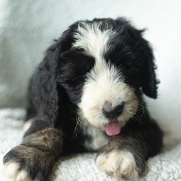 Boy 9 - male Australian Mountain Doodle puppy in Travelers Rest, South Carolina from Upstate Aussie Mountain Doodles
