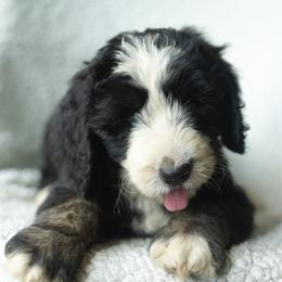 Boy 9 - male Australian Mountain Doodle puppy in Travelers Rest, South Carolina from Upstate Aussie Mountain Doodles