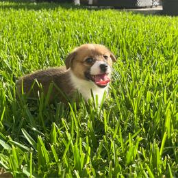 BB Boy 2 - White and red male Pembroke Welsh Corgi puppy in Dickinson, Texas from Gulf Coast Corgis