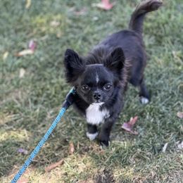 Valentino - Chihuahua