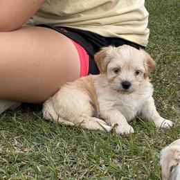 Cupid - Gold male Havanese puppy in Cadwell, Georgia from Hashtag Havenese