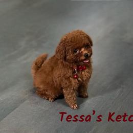 Poodle Puppies from KC Poodles of PA