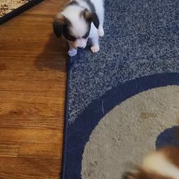 Aramis. Boy 3 - Fawn and white male Papillon puppy in Bon Aqua, Tennessee from Rene's Papillon